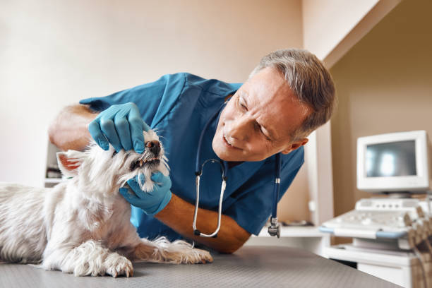 Best Same-Day Emergency Dental Services in Wade Hampton, SC